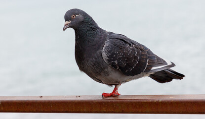 A pigeon is perched on a metal railing