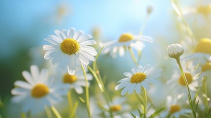 Fototapeta premium Bright Daisies Bloom in a Sunlit Garden During Spring Showcasing Nature's Vibrant Colors and Beauty