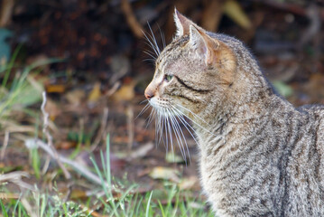 A cat is standing in a grassy area with its head tilted to the side