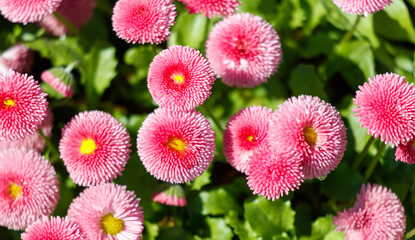 A bunch of pink flowers with yellow centers © schankz