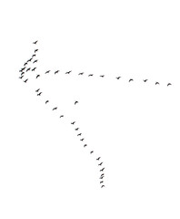 A flock of birds flying in a line
