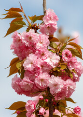 Pink sakura flowers in nature