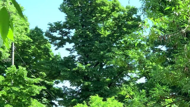 Fioritura dei pioppi a maggio