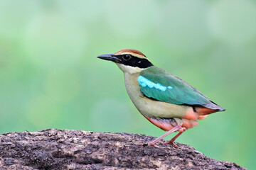 exotic fairy pitta when migrate to Thailand showing at Rama 9 public garden park, beautiful bird in natural source