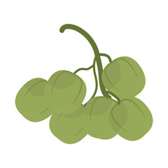  vector illustration of Asian tropical fruits
