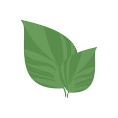  vector illustration of Asian tropical fruits