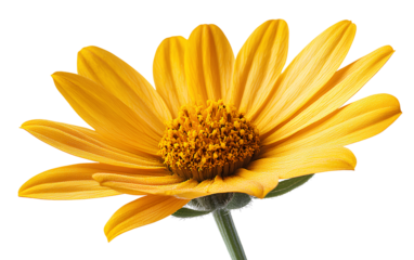  Emerging arnica flower isolated on transparent background.png