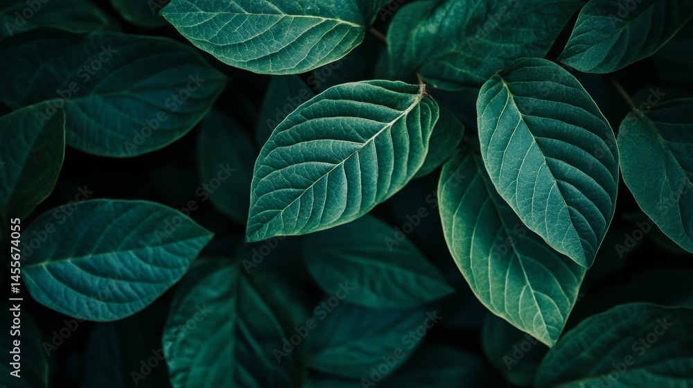 Poster close-up of lush dark green leaves showcasing intricate textures and patterns in a natural setting d