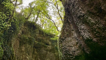 A captivating canyon scene unfolds with towering stone walls covered in greenery. The early morning light filters through the treetops, highlighting the textures of the rocks and foliage