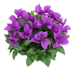 Vibrant purple bougainvillea cluster