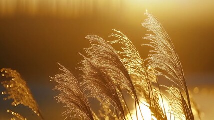 Golden Hour Serenity: Japanese Pampas Grass Dancing in the Sunset's Embrace