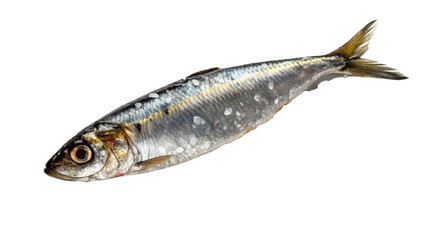 Obraz premium Fresh sardine with shiny scales and small size is displayed against transparency background, showcasing its natural texture and detail