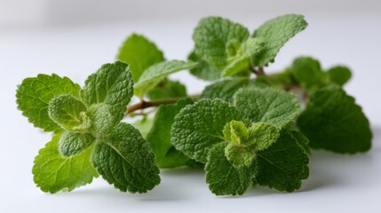 Soft mint leaves with fluffy surfaces are arranged together, highlighted by crisp natural lighting, offering a fresh and vibrant look with ample copy space nearby