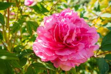 Close-up of a pink, single flower of the shrub peony (Paeonia suffruticosa), also called tree peony