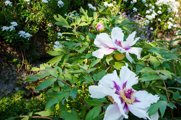 Close-up of purple spotted flowers of Paeonia Rockii (Rockii hybrids), which are tree peonies created by crosses with the wild form Paeonia rockii.