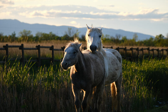horses in the Aiguamolls de l'Empord&agrave; on the Costa Brava, Girona, Catalonia
