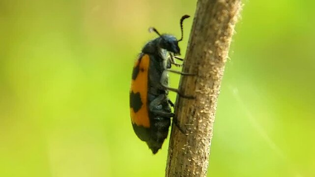 Hycleus is a genus of blister beetles belonging to the family Meloidae found in Africa and Asia. Macro videography.