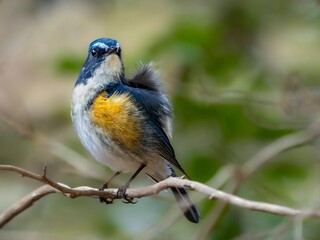 木陰でのんびり羽繕いしているルリビタキの雄。ふわふわした羽毛の様子。