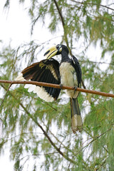 Male Oriental Pied Hornbill found on Koh Paluai, the biggest island in Ang Thong archipelago, Thai Gulf, Surat Thani province, southern Thailand © jobi_pro