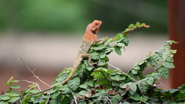 The oriental garden lizard, common garden lizard, bloodsucker, or changeable lizard is a garden lizard found widely distributed in India