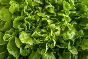 Salad close-up. The concept of healthy eating, diet, vegetarian food. The concept of a diet.