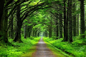 Lush forest path under towering trees