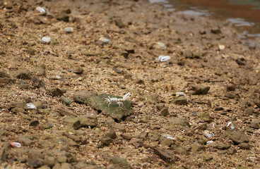 Group of Fiddler Crab Crawling on the Shore of Ko Paluai Island, Southern Thailand
