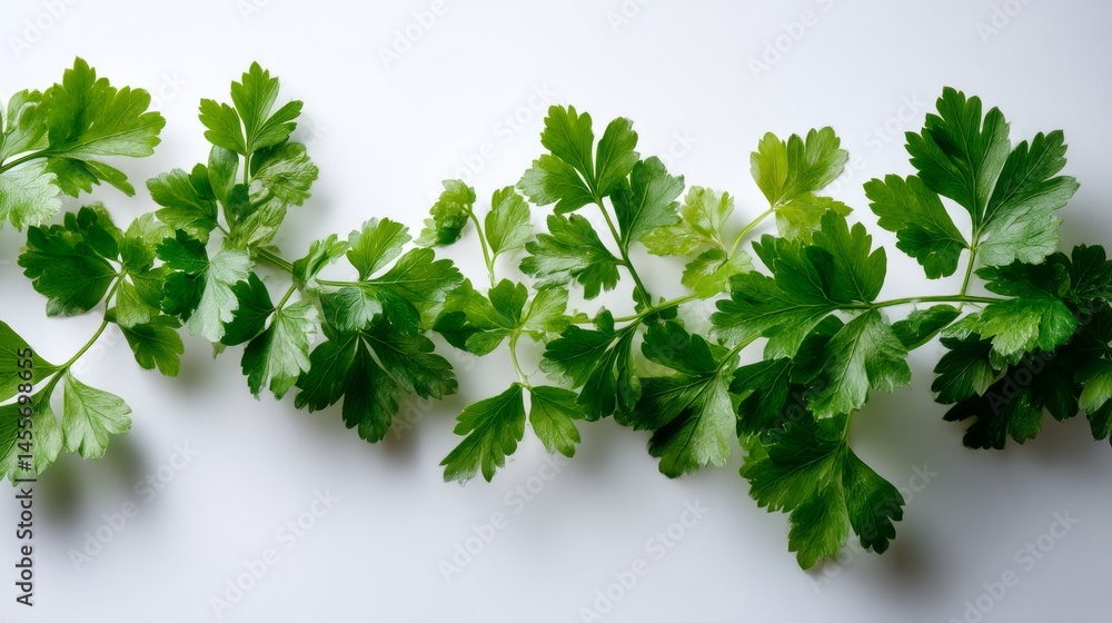 Poster Delicate sprigs of fresh parsley form a beautiful pattern against a bright white background, creating a fresh and inviting atmosphere with ample copy space