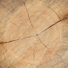 Fototapeta premium Wood texture. View of the tree trunk.