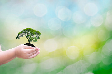 Environmental ecology concept of trees in human hands