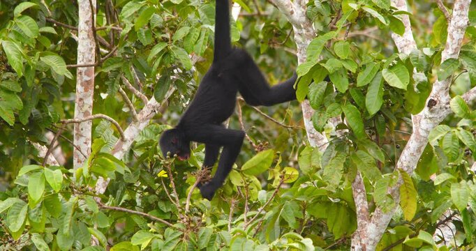 In Peru&rsquo;s rainforest, a black spider monkey dangles mid-canopy, snacking on ripe morning fruit.