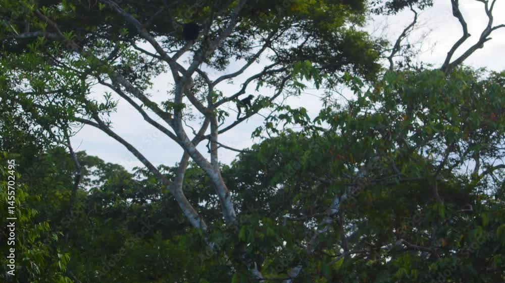 Poster Wide view of Peru’s rainforest canopy with a small troupe of spider monkeys moving through trees.