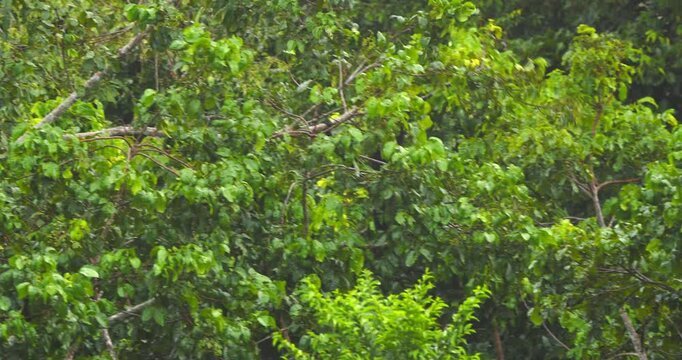 Lone spider monkey journeys across the green canopy of the Peruvian Amazon with nimble ease.