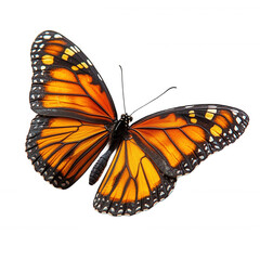 Fototapeta premium Monarch butterfly close up wings open black background detailed orange insect on transparent background