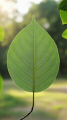 Close up of a Vibrant Green Leaf Showing Intricate Veins and Texture in Natural Sunlight