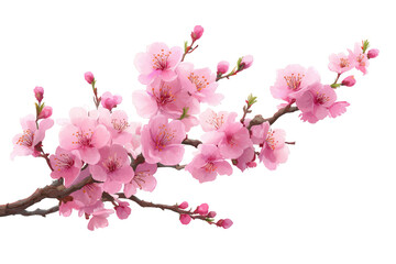 Pink Cherry Blossoms Spring Floral Design Pastel Colors Soft Flowers Transparent Background