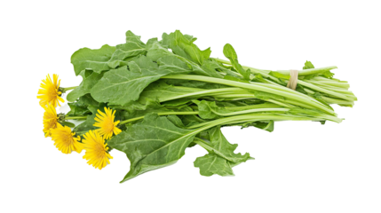 Dandelion Greens Isolated in White background, Full size Vegetable