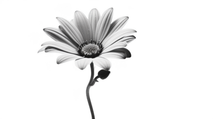 Black and white flower photography daisy blossom petals monochrome bloom on transparent background