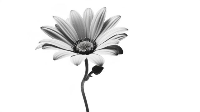 Black and white flower photography daisy blossom petals monochrome bloom on transparent background