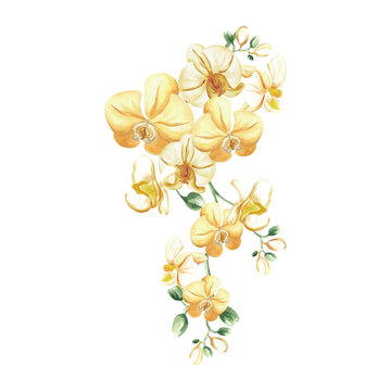 yellow orchids watercolor painting on white clip art preview