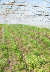 Organic vegetables grown in a polytunnel.