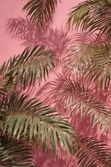 Abstract pink wall backdrop with dappled palm leaf shadows, summer vibe , summer background, holiday
