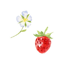 watercolor drawing red berry and flower of strawberry isolated at white background, hand drawn illustration
