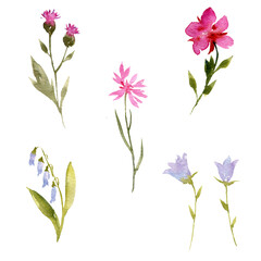 watercolor drawing wild flowers, flowering plants at white background, floral doodle, hand drawn illustration