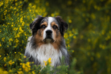 Australian Shepherd in yellow bush