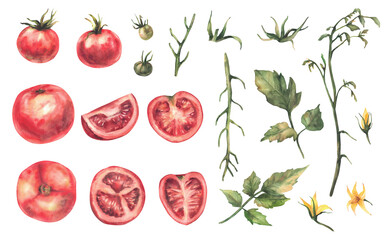 Red tomatoes plant set. Watercolor whole and sliced ripe and unripe tomato fruit, yellow flowers, stem, green leaves. Vegetables isolated realistic hand drawn illustration for farm harvest, food label