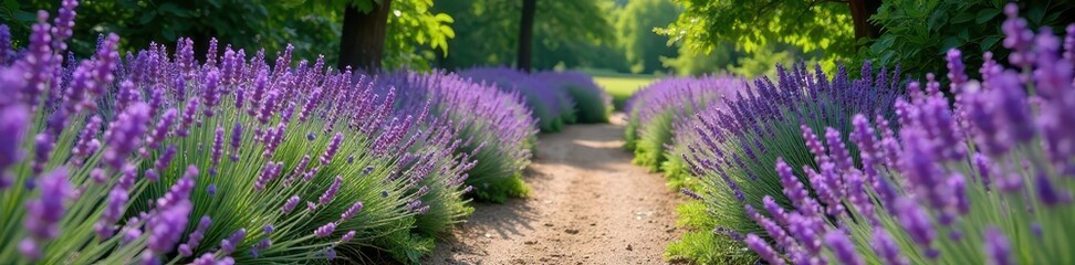 A winding garden path lined with fragrant English lavender , plants, field, lavender plants