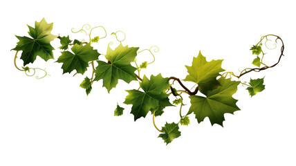 Stock image of green grape vine leaves isolated on black background hd on transparent background