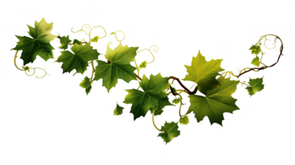 Stock image of green grape vine leaves isolated on black background hd on transparent background