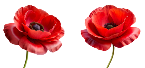 Red poppy flowers, 3d render of plastic object, isolated on transparent background, cutout, png.